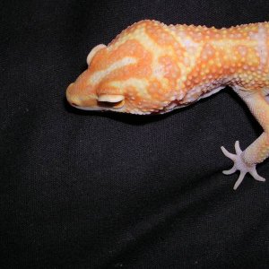 Magma head shot