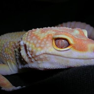 Ember close up