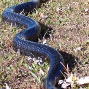 Eastern Indigo