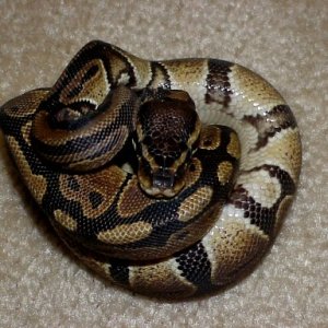 My little new male ball