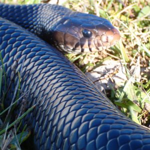 Female Eastern Indigo