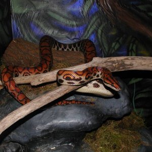 Brazilian Rainbow Boa
