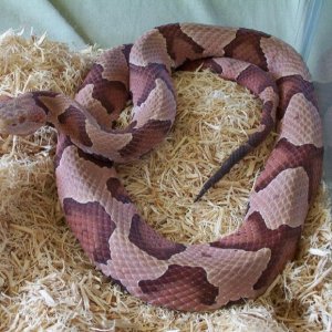 Pinkish Southern copperhead