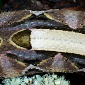 Close up of my Gaboon