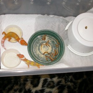 nsrackbox