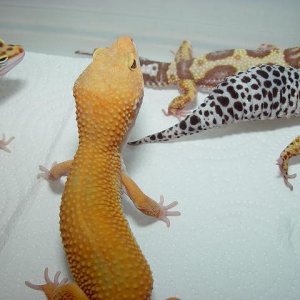 Leo Group Shot #1