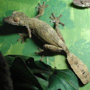 Female Fimbriatus 1