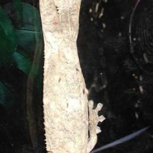 Female Fimbriatus 2