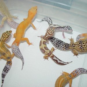 Leo Group Shot #2