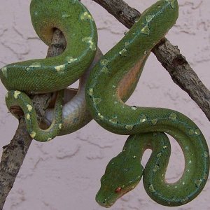 Lereh Chondro