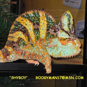 "SHYBOY"   BREEDER