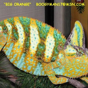 "BIG ORANGE"   BREEDER