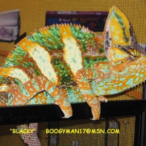 "BLACKY"   BREEDER