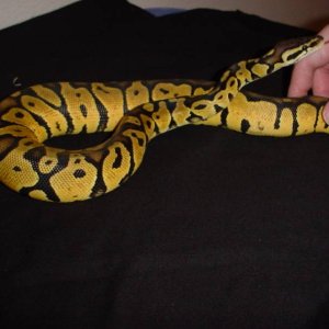 Male Lemon Pastel