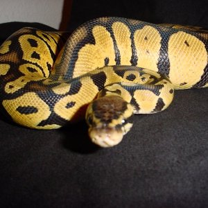 LemonPastel Male