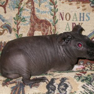 My Evil Piggie