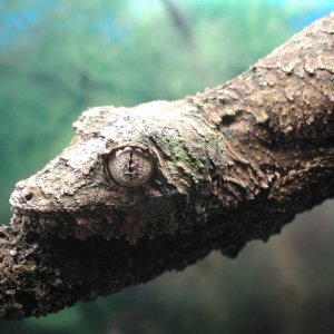 Mossy Female Closeup