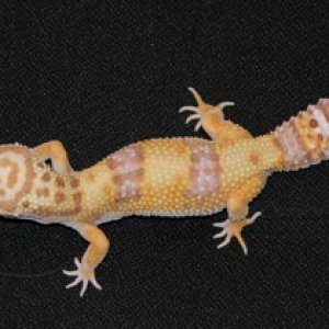 04 Lv Albino female