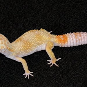 SHCT Lv Albino female