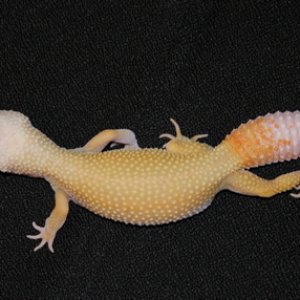 04 Lv Patternless albino
