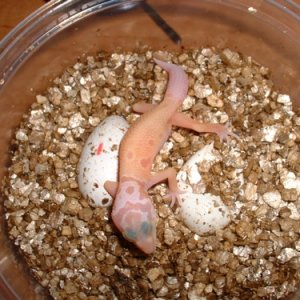 04 LVPA about 1 hour old