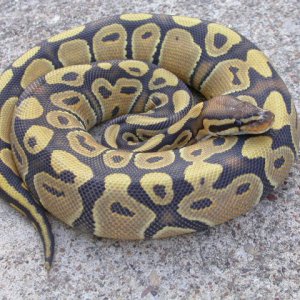 HISS Line Orange Ghost (new bloodline)