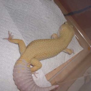 My First Patternless