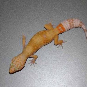 Better shot of the SHCT LV albino colors
