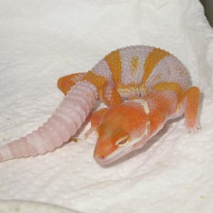 Tremper Giant