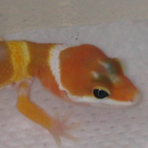 Baby Tangerine Carrot-tail
