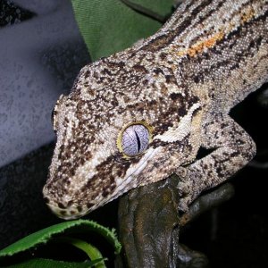 Photo of "Dark" Gargoyle....