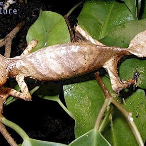 WC female Uroplatus phantasticus