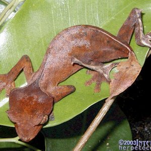 Female Uroplatus phantasticus