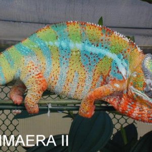 Ambilobe .... Chimaera II