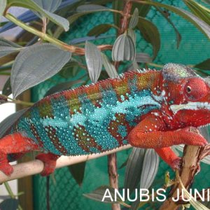 Ambilobe .... Anubis Junior