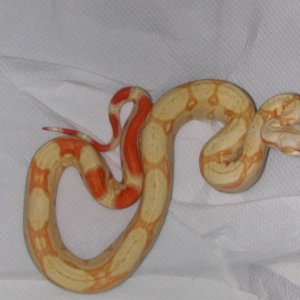 Striped Baby Albino Boa
