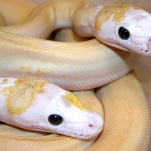 New Retic Morph