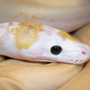 New Retic Morph