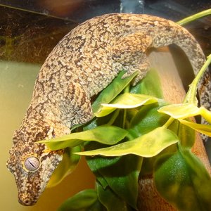 Adult Female Gargoyle