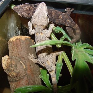 Baby Gargoyles (Orange Spots)