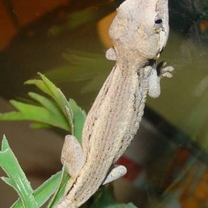 Baby Gargoyle Stripe