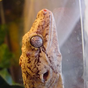 Gargoyle's Eye