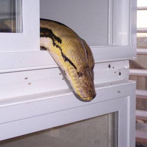 17' Female Tiger Retic named Valentine