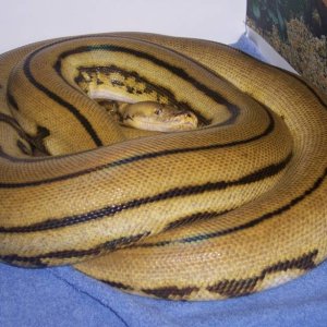 11' Male Super Tiger