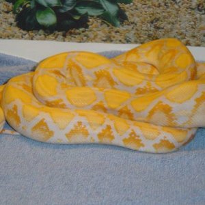 6' Female Lavendar Albino Retic