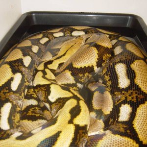 17' Female Tiger Retic