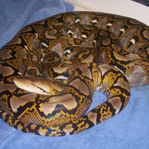 11' Male Yellow-head Retic