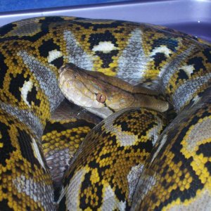 11' Male Yellow-head Retic