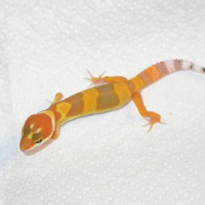 Hatchling