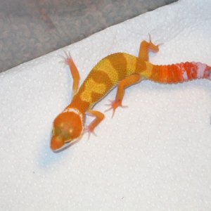 tang9
